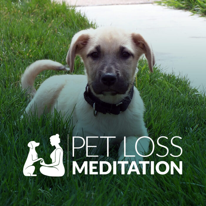 Photograph of pet's face for pet loss meditations