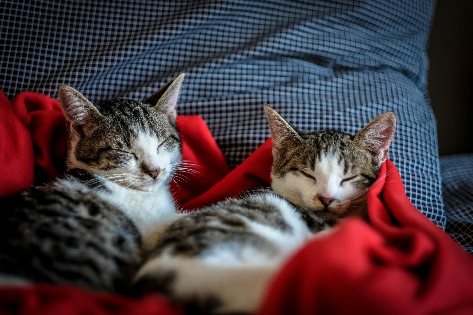 Indoor cats enjoying a bed vs outdoor cats without a bed