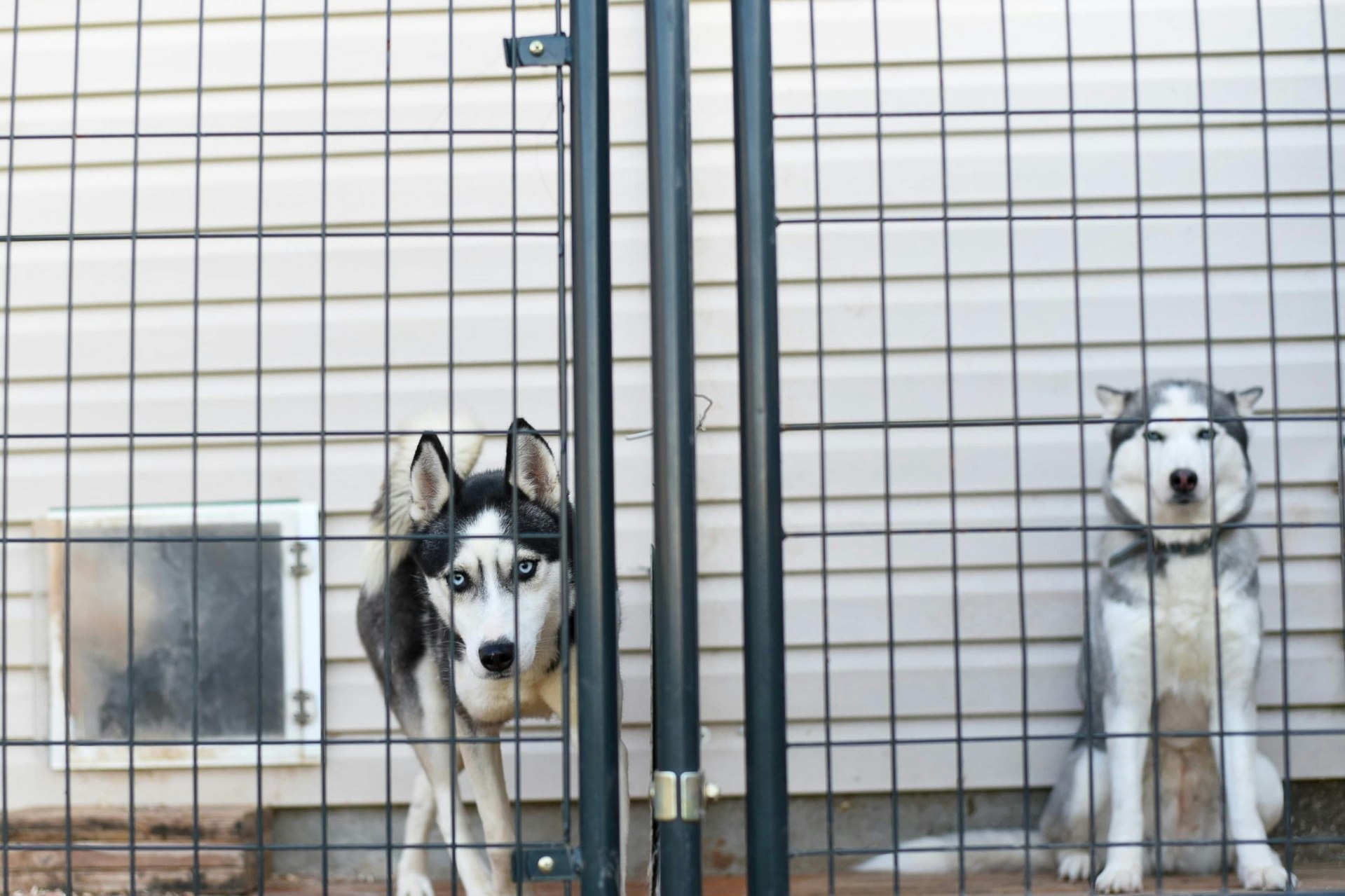 Two dogs being boarded: what you need to know about dog boarding