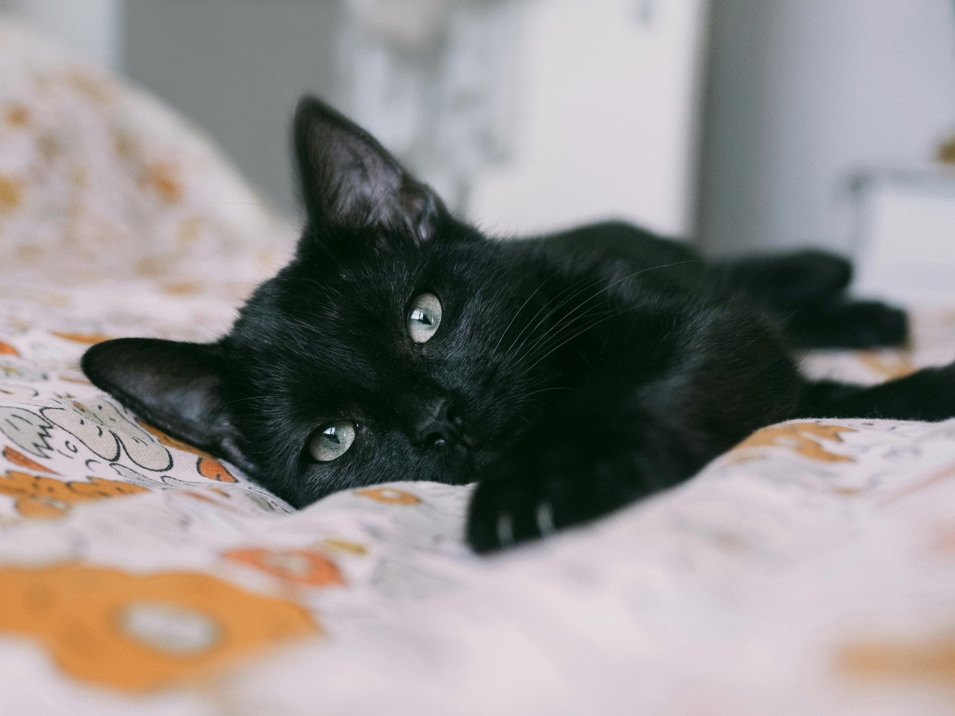 This cat is lonely, displaying cat separation anxiety