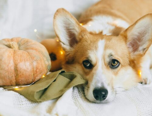 Thanksgiving for Dogs: Safe Foods and Tips