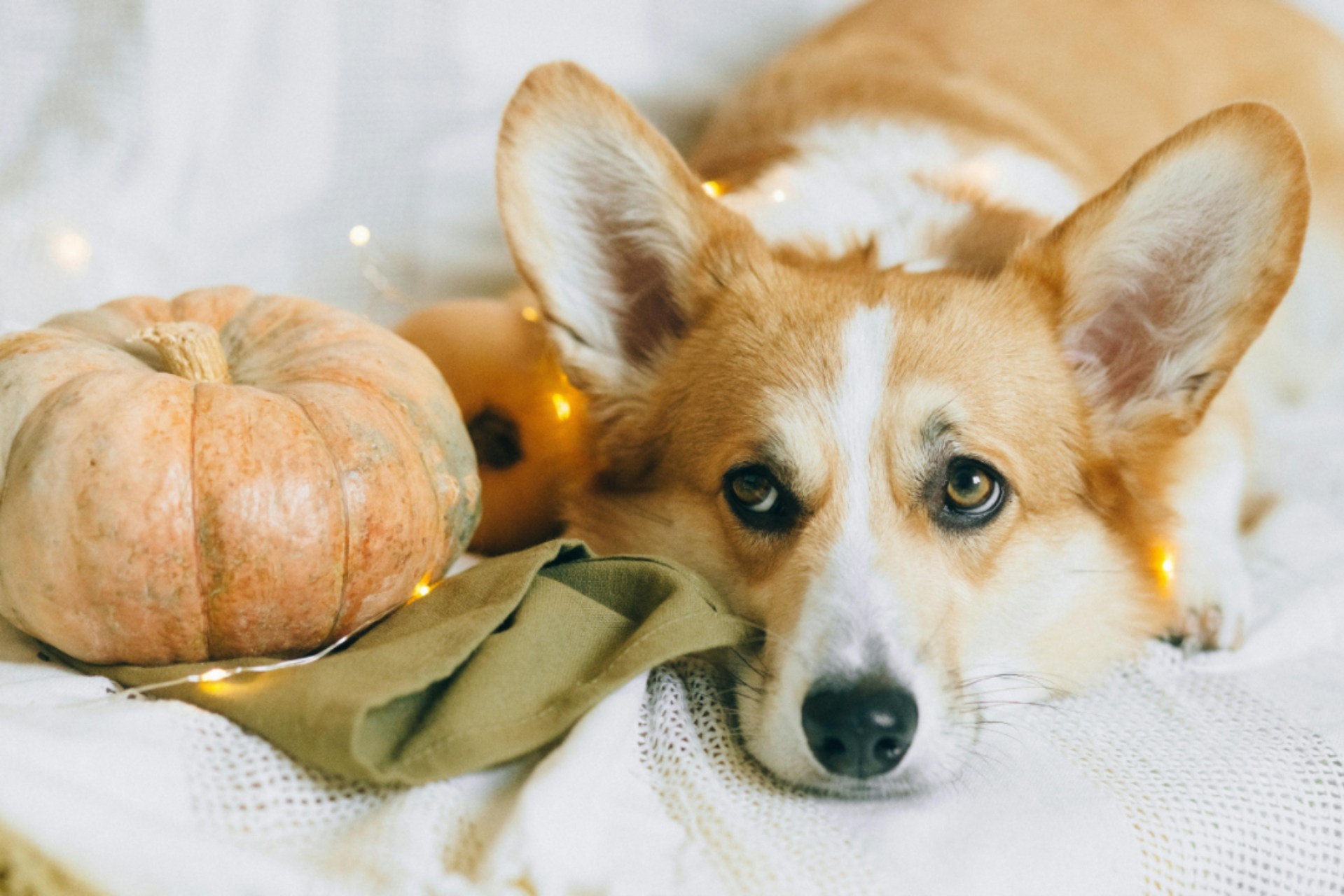 Thanksgiving for dog? This dog sure hopes so!