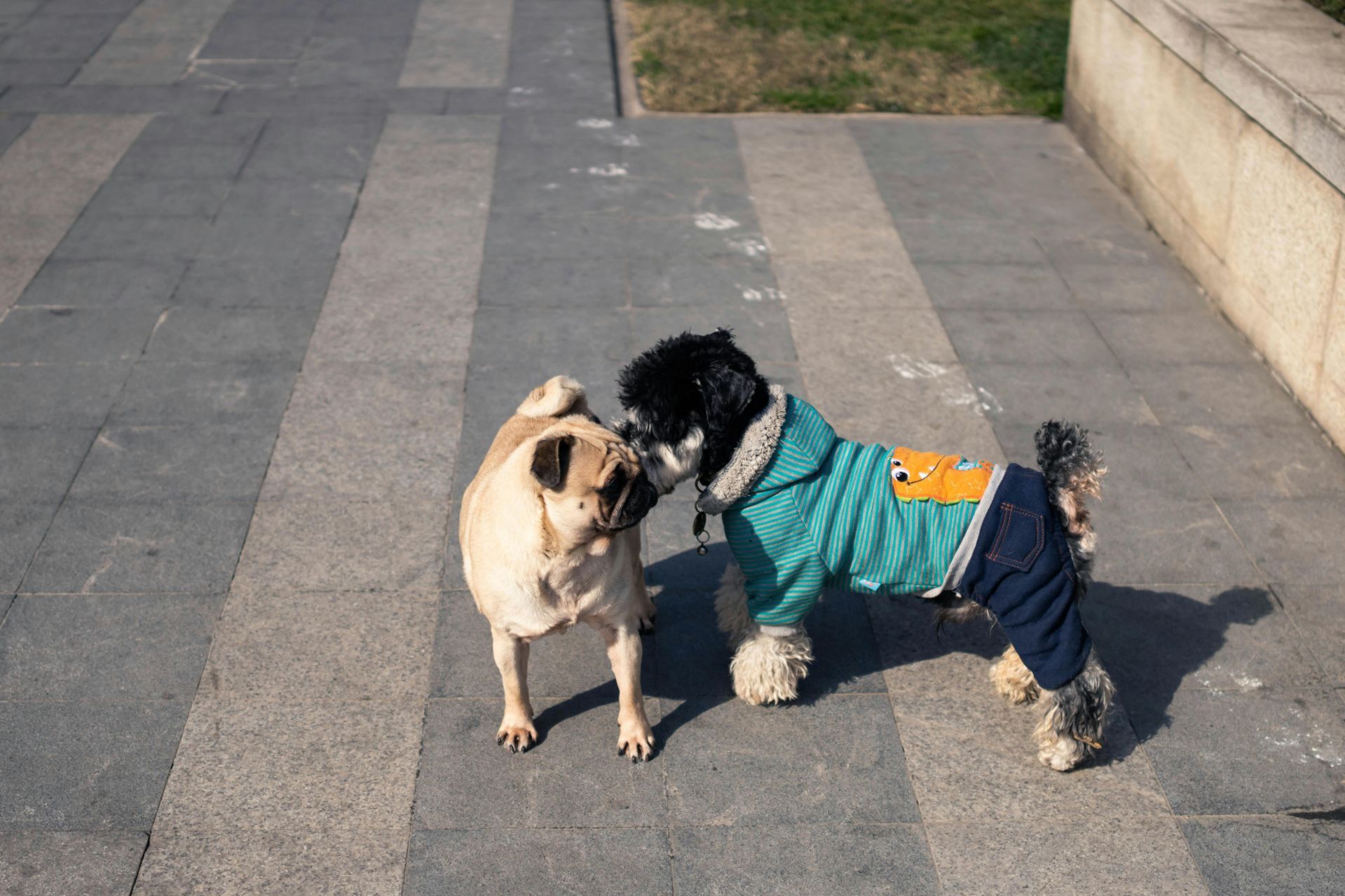 Dogs meeting for the first time. Owners are introducing dogs