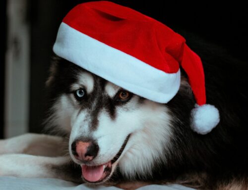 Christmas For Your Pet: Make the Holidays Magical