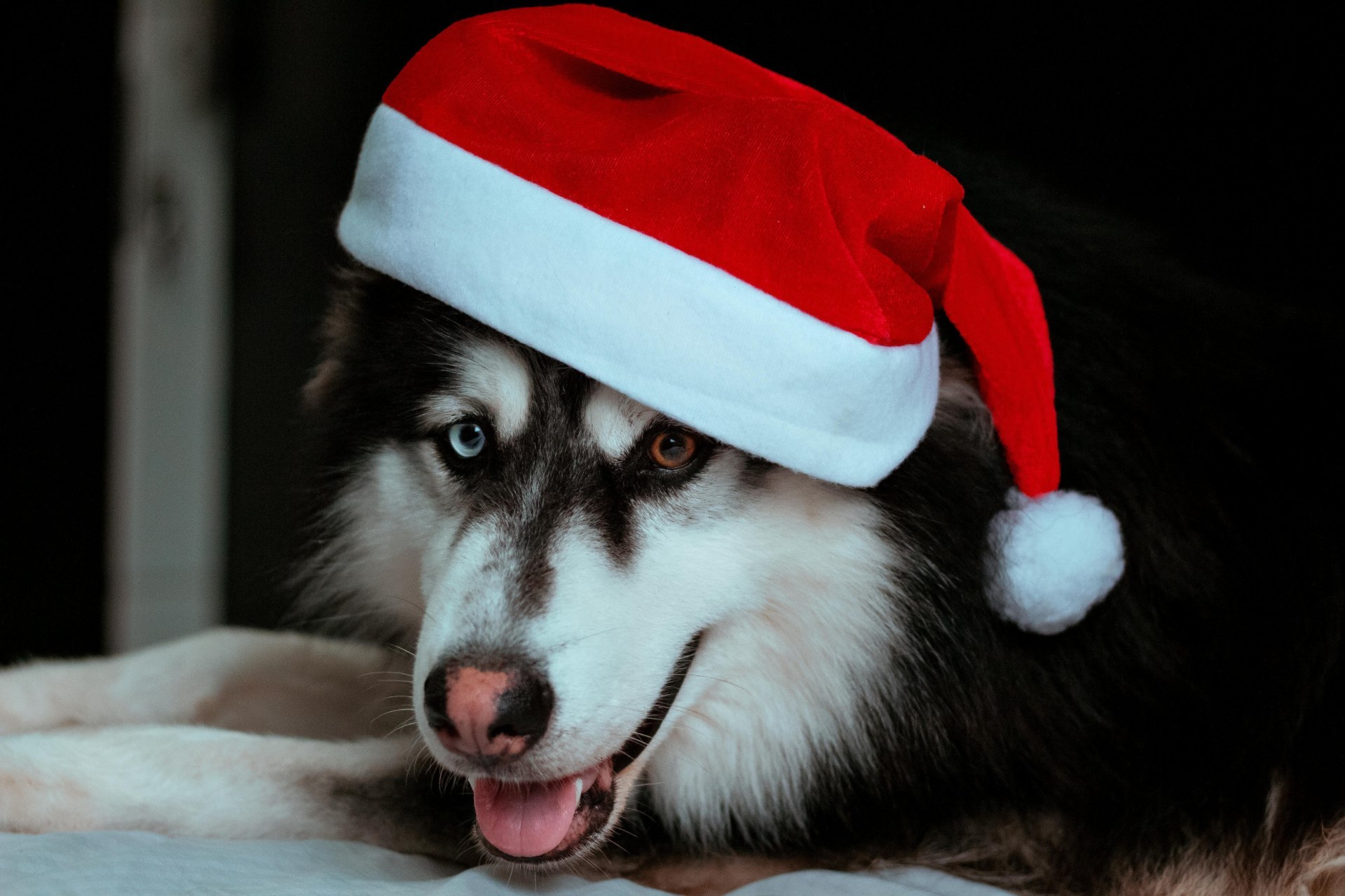 Christmas for your pet can be a fun time