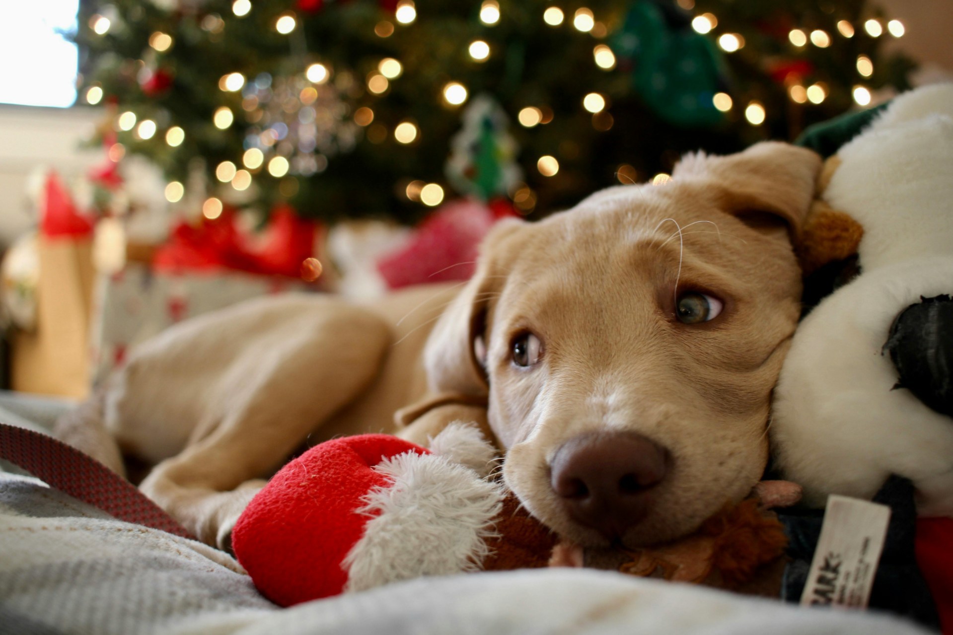 New Year's Eve with pets can be stressful for you both. Set up a comfortable place for your pet to relax