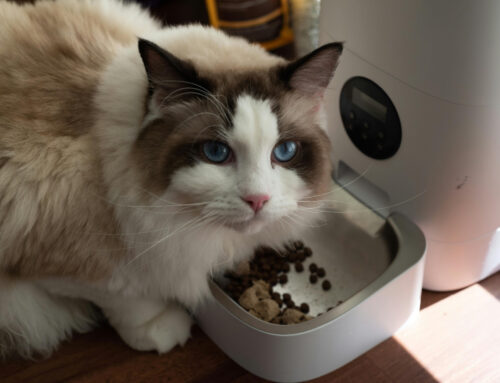 The Best Cat Food: A Complete Guide to Feline Nutrition