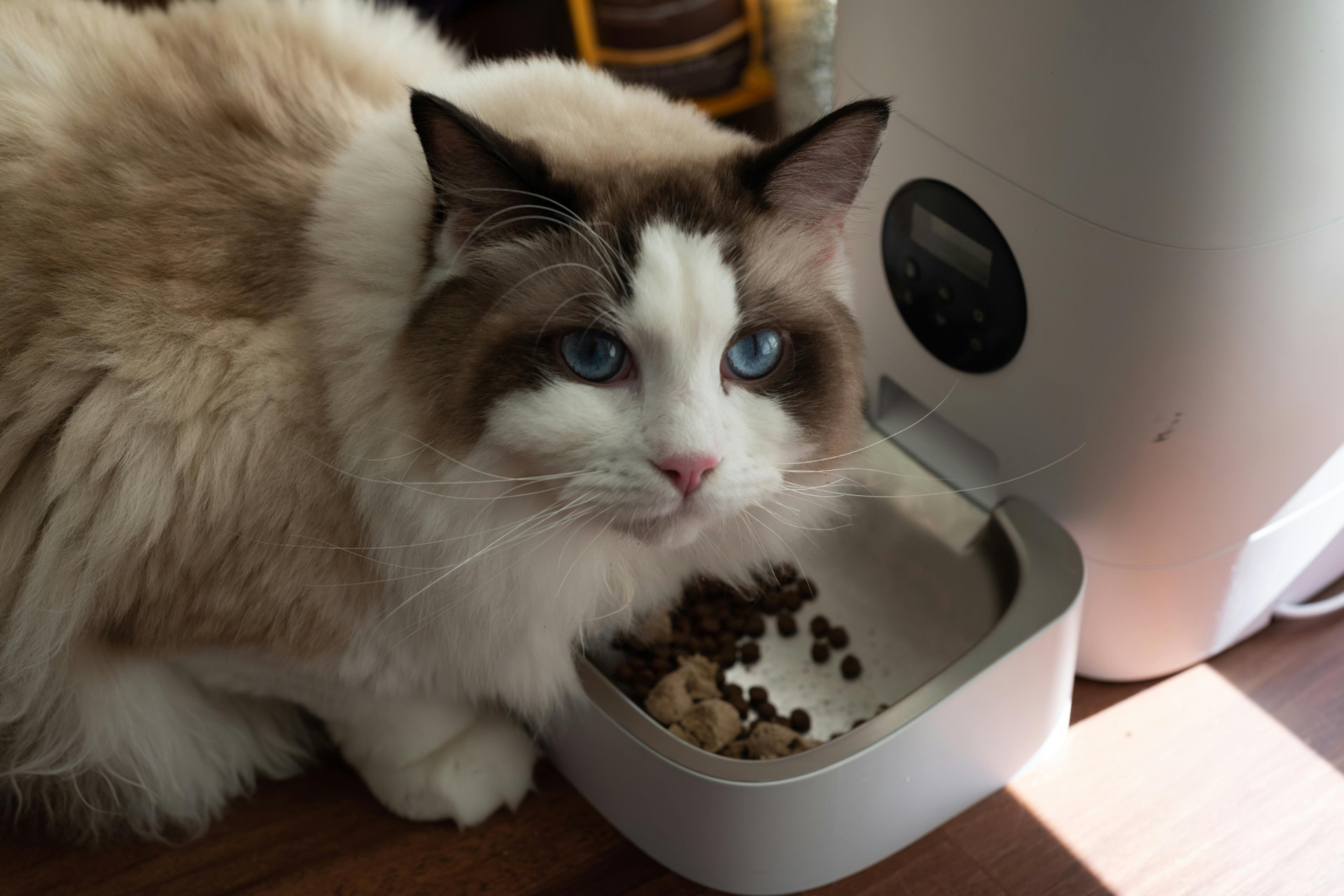 This kitty is enjoying the best cat food