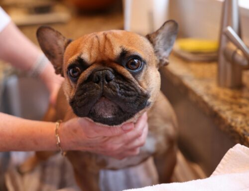 Grooming Your Dog at Home: Save Time & Money!