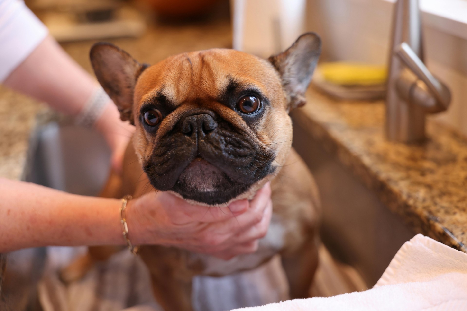 Grooming your dog at home doesn't have to be a chore